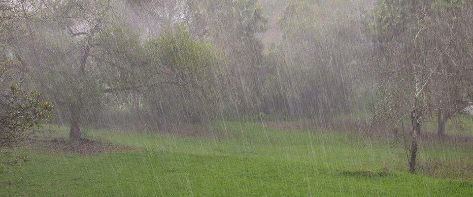 Heavy rain in a field